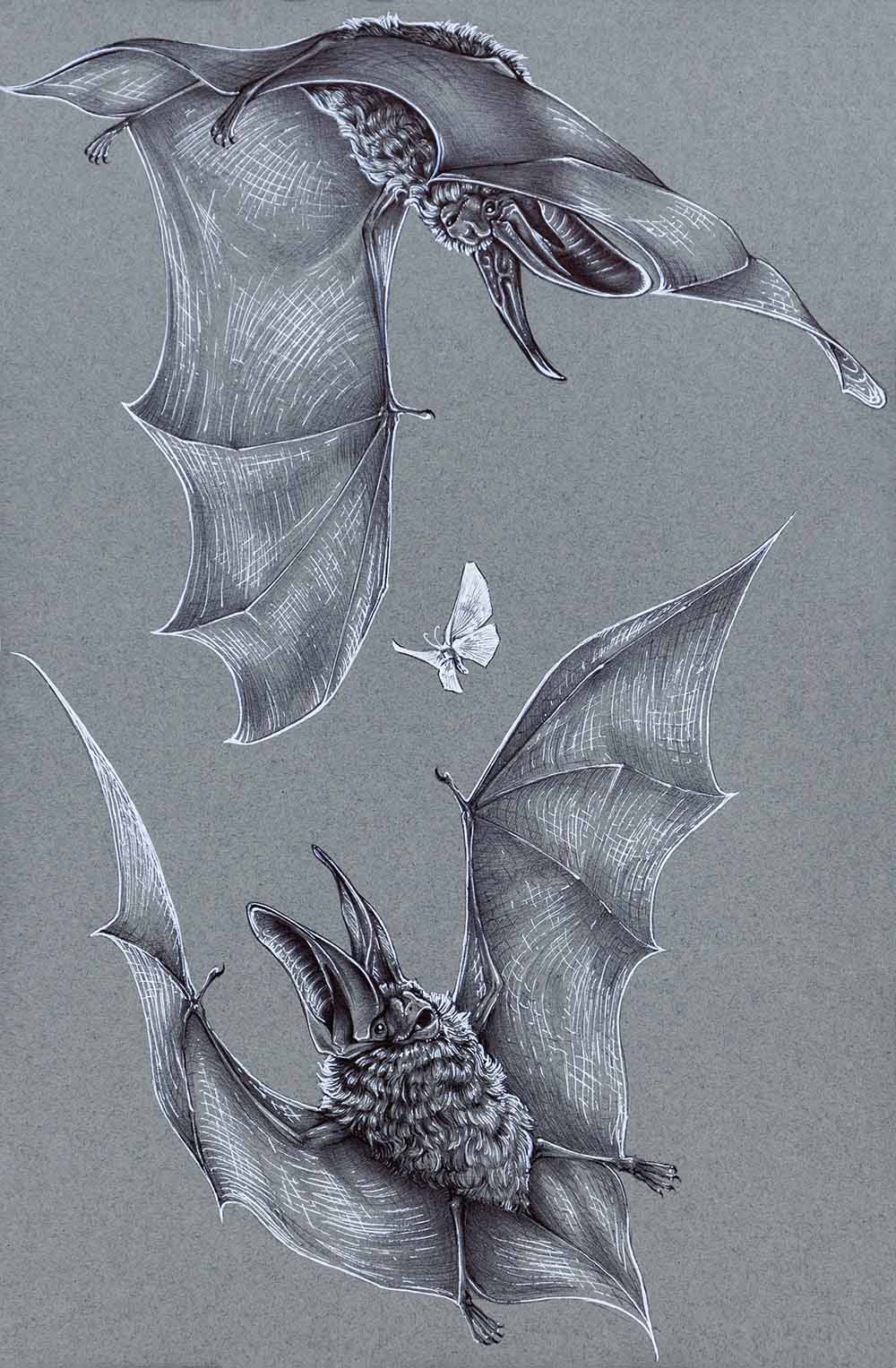 Illustration monochrome détaillée de chauves-souris en vol autour d'un papillon.