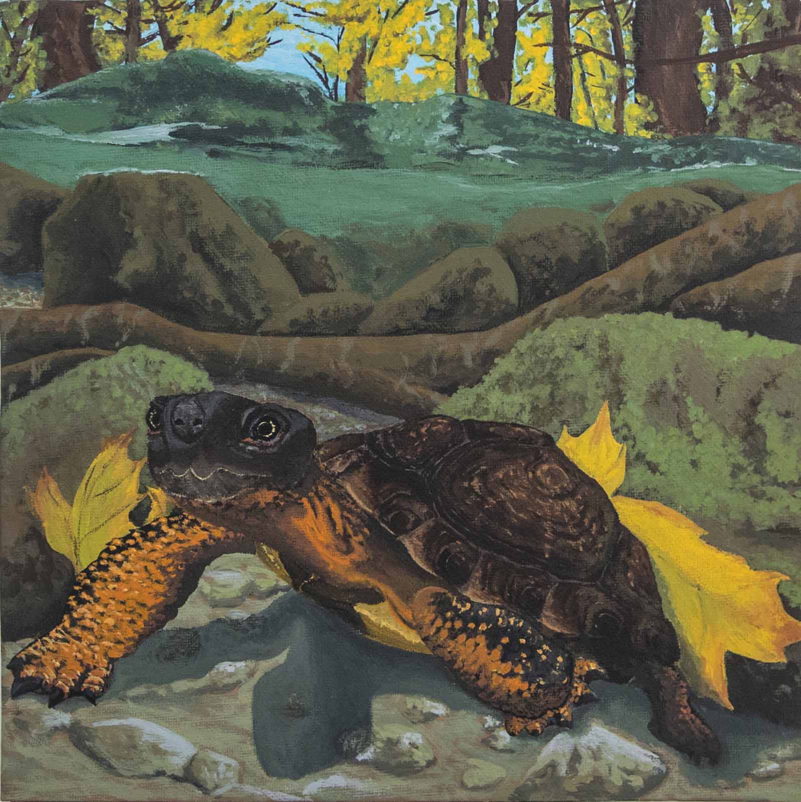 Peinture acrylique représentant une tortue des bois dans son habitat aquatique.