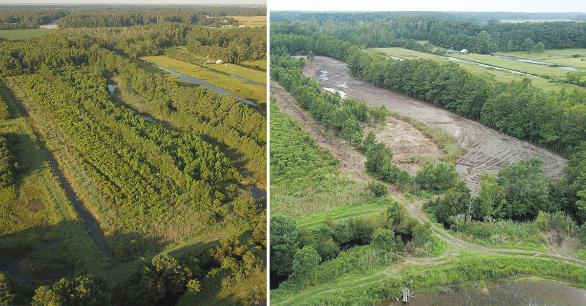 Une image de la prairie sauvage en cours de construction à l'AMM Princesse Anne avec les photos avant et après.