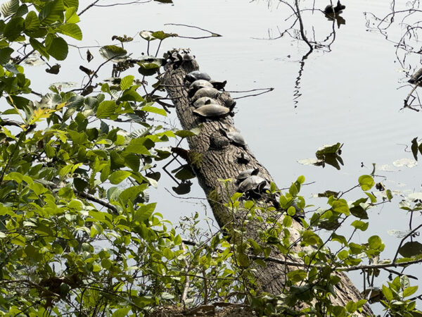 Des tortues prennent un bain de soleil sur des troncs d'arbre dans l'étang Gregory. Les canards branchus y sont également très présents. Crédit photo : Lisa Mease