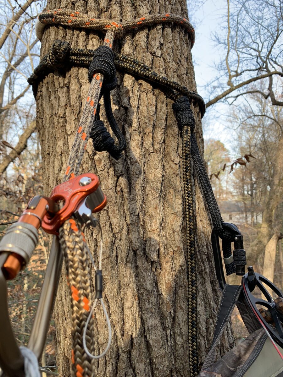 Image d'un arbre prise depuis le chasseur qui y grimpe
