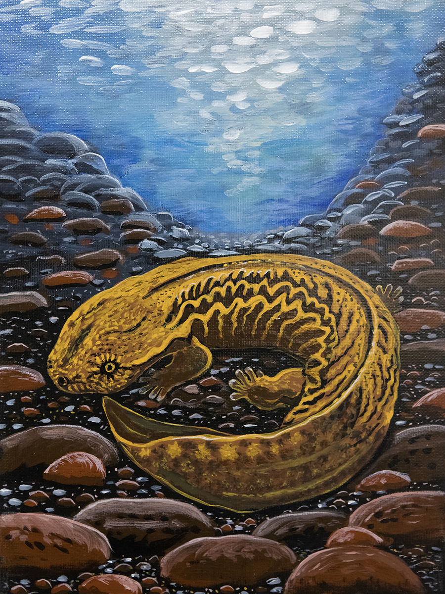 L'œuvre de Sandy James "Hellbender" a été choisie pour être reproduite sous forme d'impression d'art pour les membres de Restore the Wild.