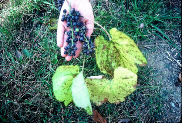Image d'une plante aux baies bleu foncé ; les tétraonidés se trouvent souvent dans des zones proches des sources de nourriture.