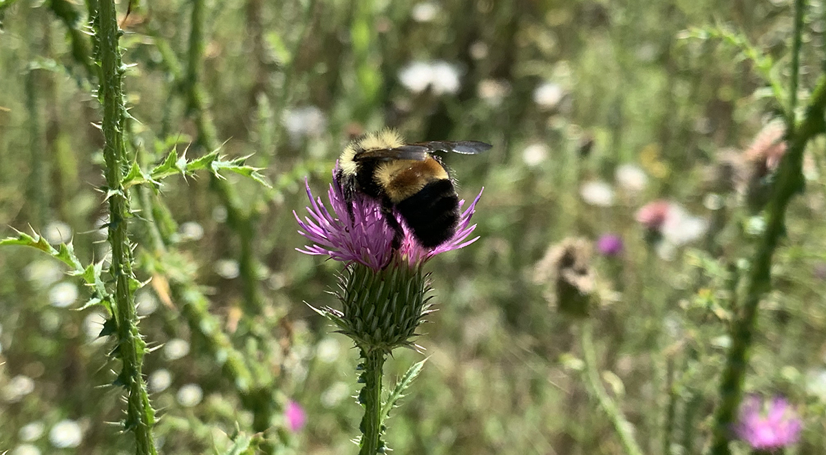 Plusieurs bourdons à taches rousses pollinisant une parcelle de chardons.