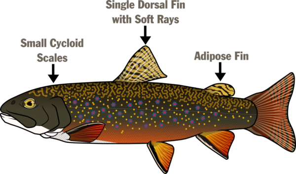 Illustration montrant l'anatomie composée de petites écailles cycloïdes, d'une nageoire dorsale unique à rayons mous et de cette nageoire adipeuse.