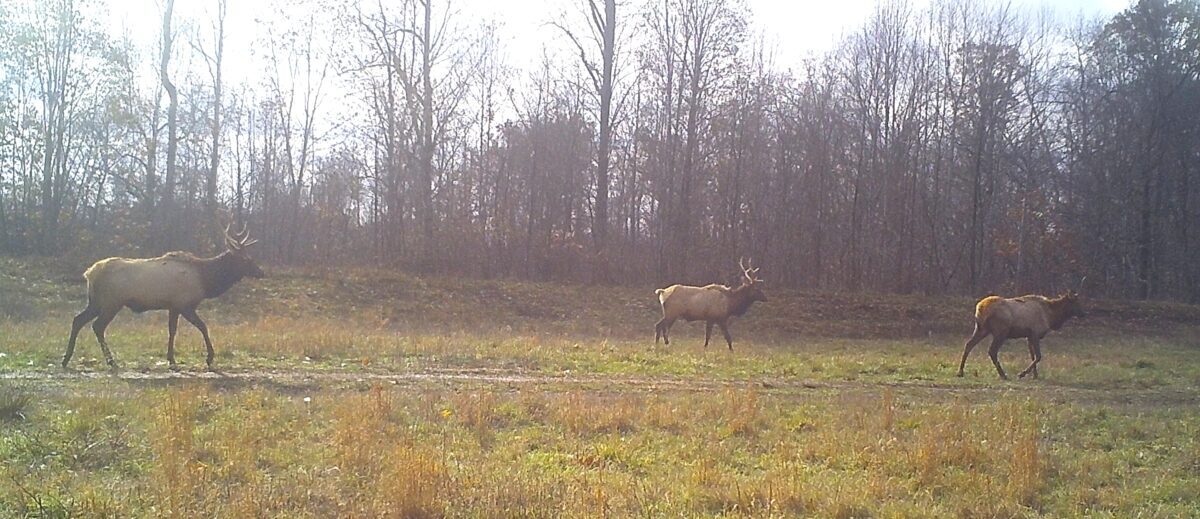 Un petit groupe d'élans mâles