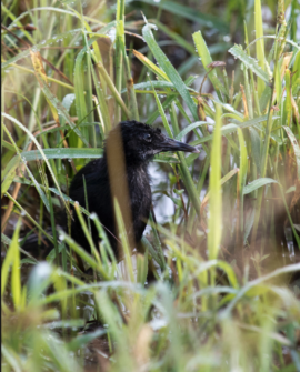 Fleurs du chemin de fer de Virginie