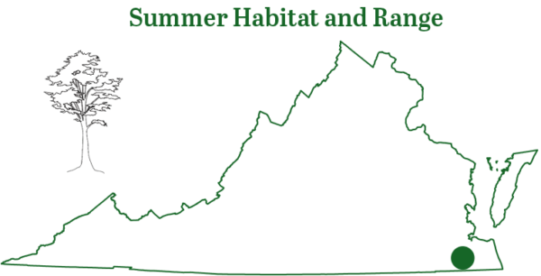 La chauve-souris séminole a été repérée dans une grotte du sud-est de la Virginie.