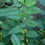 Plante à feuilles vertes et à petites fleurs jaunes