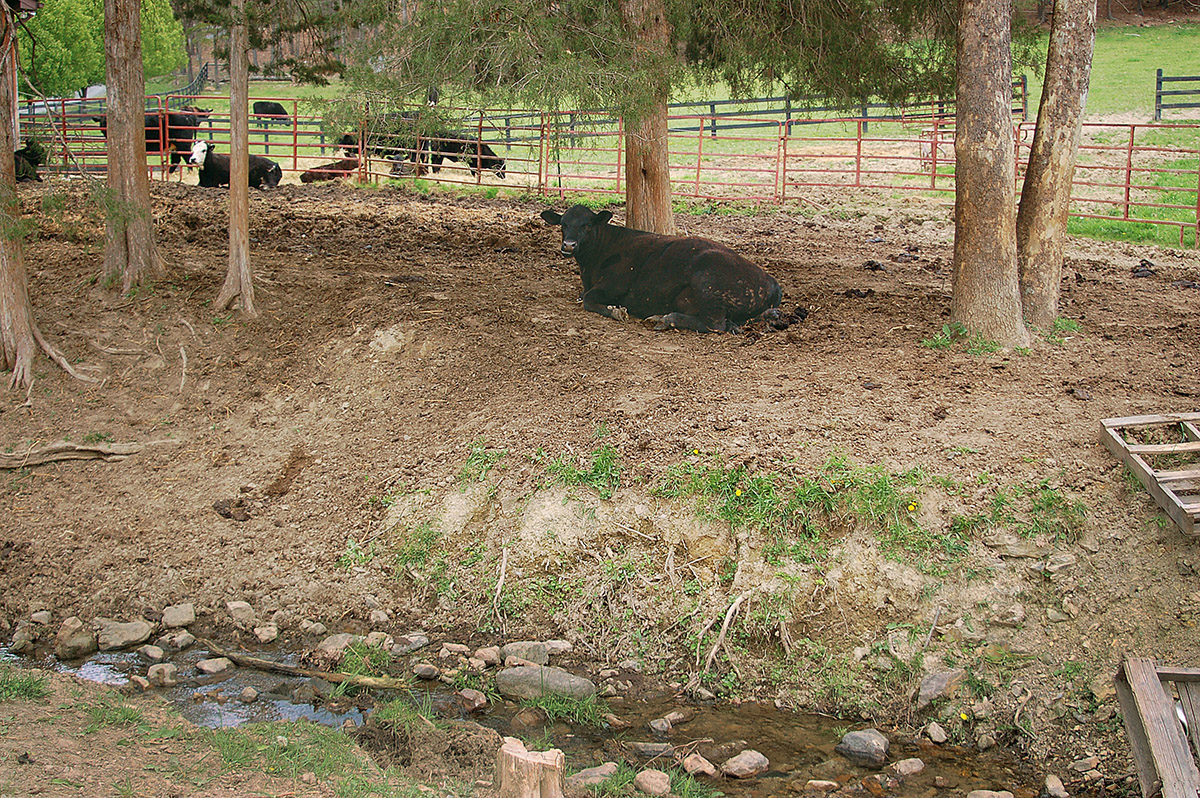 Image d'un enclos pour vaches qui traverse le cours d'eau, ce qui permet au bétail d'affecter la qualité de l'eau en endommageant les berges et la végétation, entraînant une augmentation de la charge sédimentaire en aval.