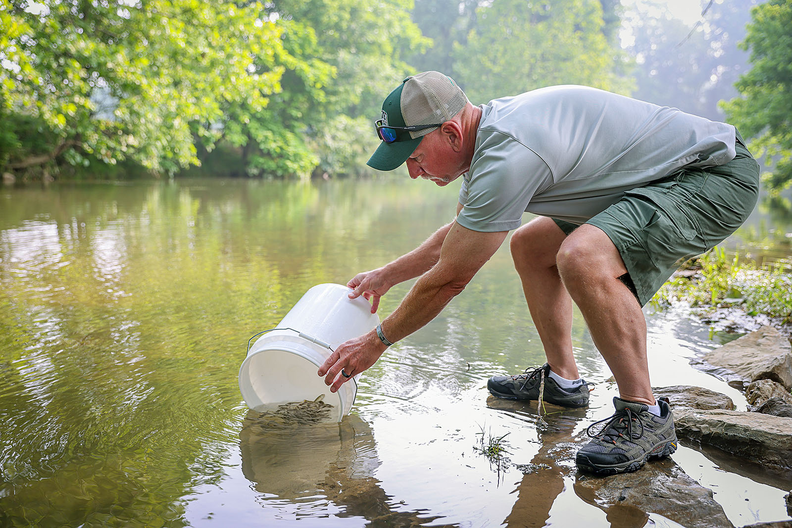 Image d'un homme utilisant un petit seau pour déverser des achigans à petite bouche dans une rivière.