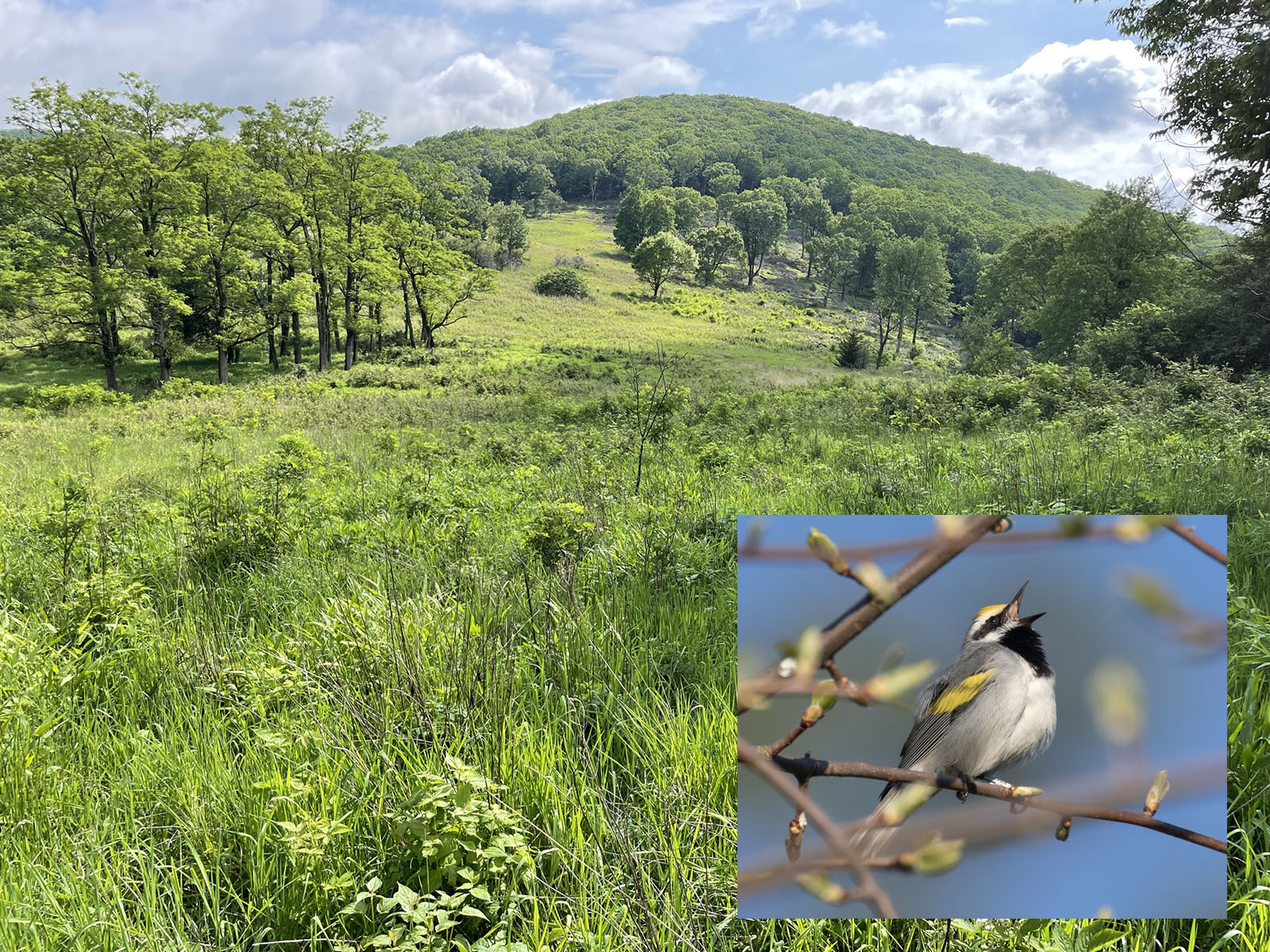 Une photo d'une prairie verte avec des bords gradués vers la forêt, avec une photo en médaillon d'un petit oiseau gris et blanc qui chante...