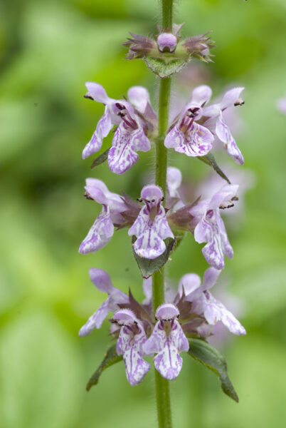 Hérisson yadkin rose.