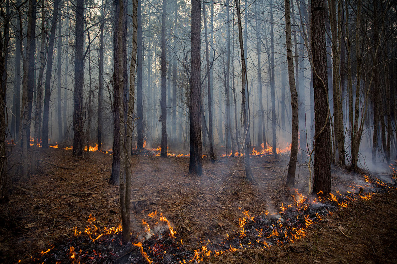 Photo d'un petit feu de terre dans le sous-étage d'une forêt de pins.