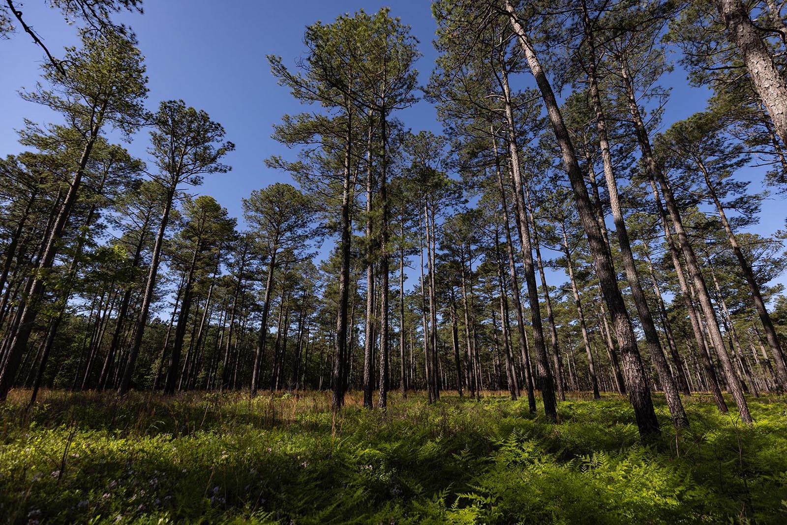 Photo d'une forêt de pins avec un sous-étage minimal et une végétation luxuriante au sol.
