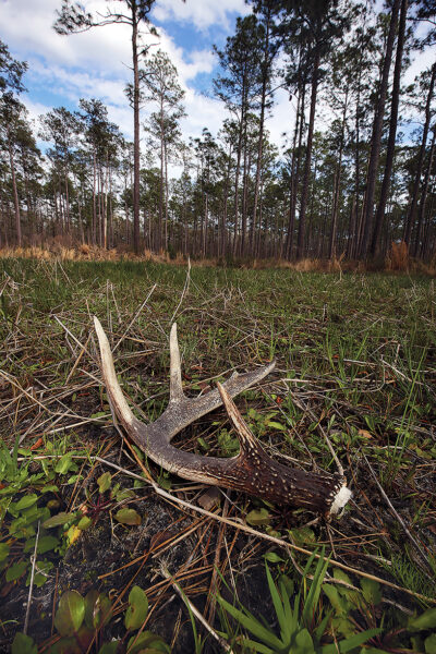Image d'un pêcheur de cerfs au sol dans une forêt de pins