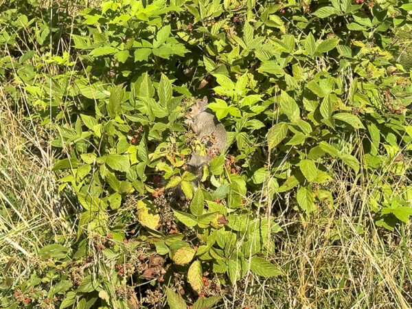 En juillet, attendez-vous à trouver des écureuils gris, des tamias et de nombreuses espèces d'oiseaux qui se régalent de baies sauvages. Crédit photo : Lisa Mease