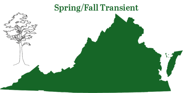 La chauve-souris à poil argenté est présente dans toute la Virginie