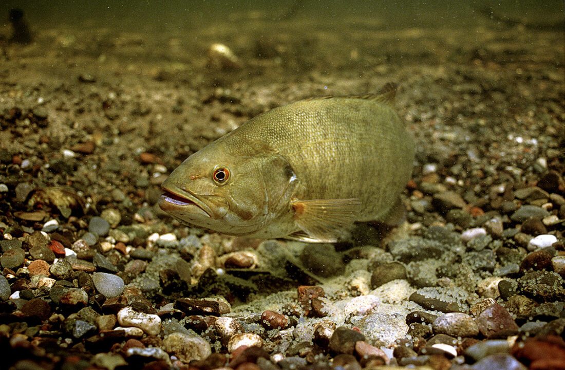 Image d'un achigan à petite bouche au fond d'un lit de rivière ; la suppression des barrages crée des passages pour que les poissons puissent se rendre dans leurs frayères.