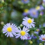 Photo en gros plan d'une fleur violet clair avec un centre jaune.