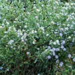 Plusieurs fleurs pourpre clair avec un centre jaune