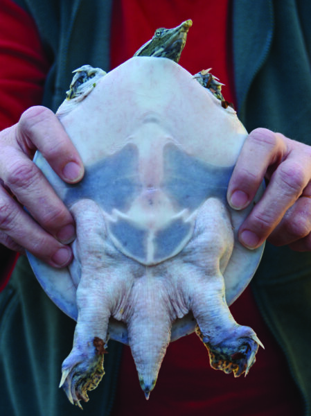 Image de la carapace molle épineuse de l'Est