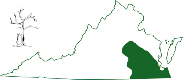 La chauve-souris du sud-est se trouve dans les régions les plus méridionales de la Virginie, dans la plaine côtière