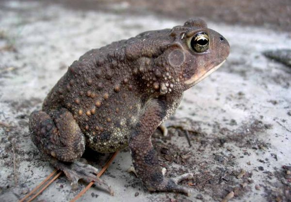 Image d'un crapaud méridional vu de côté