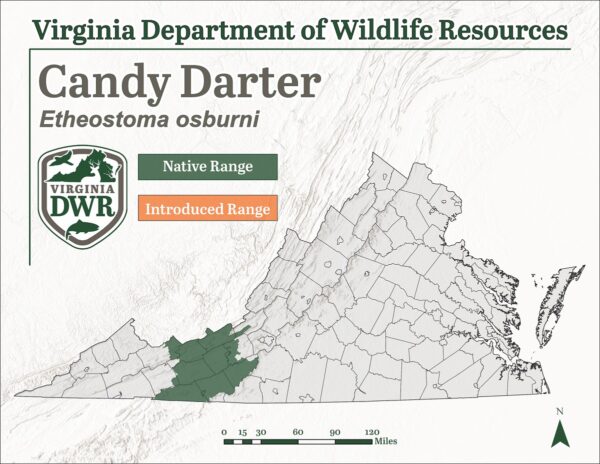 Carte de répartition de l'espèce pour Barbe à papa
