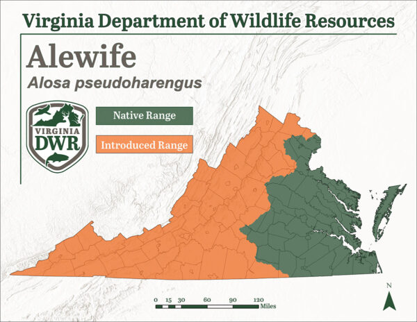 Le gaspareau est une espèce indigène que l'on trouve dans toute la Virginie, bien que les populations situées au-delà de la plaine côtière aient été introduites