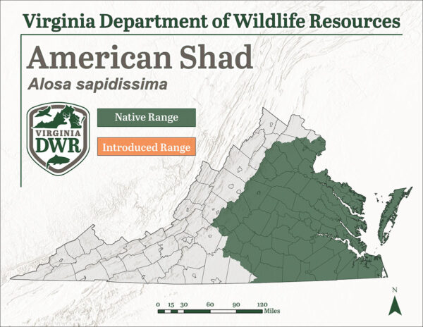Aire de répartition de l'alose feinte en Virginie