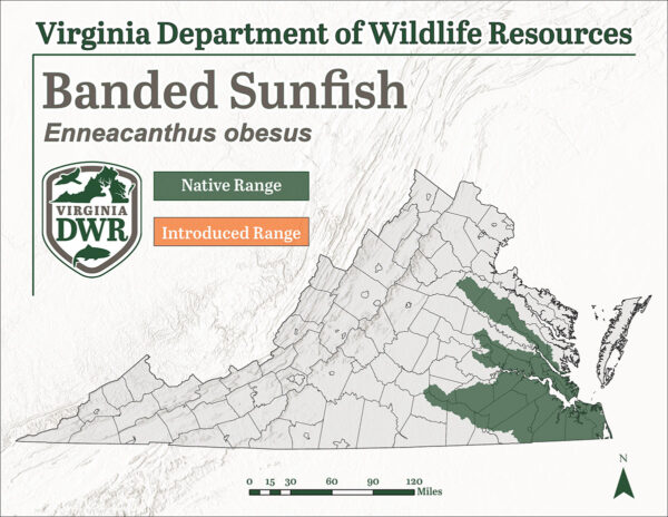 Le crapet-soleil est présent dans l'est de la Virginie.