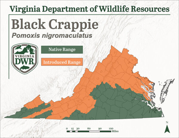 La marigane noire est présente dans toute la Virginie