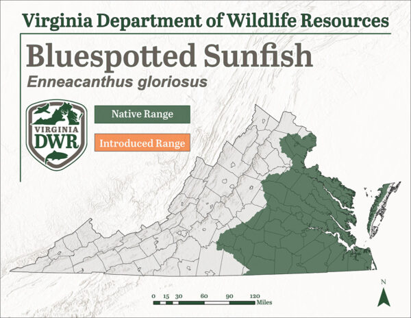 Ce poisson se trouve dans les régions les plus méridionales de l'État, dans la plaine côtière et le piémont.