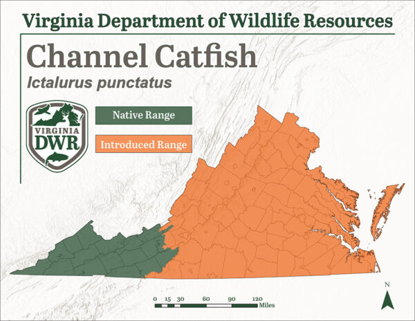 La barbue de rivière est présente dans tout l'État de Virginie, bien qu'elle ne soit originaire que de la région la plus à l'ouest de l'État.