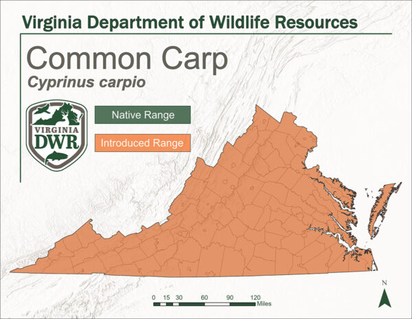 Une carte de l'État montre l'habitat de la carpe commune. Notez l'ensemble de l'état dans lequel elle a été introduite, elle n'est pas indigène.