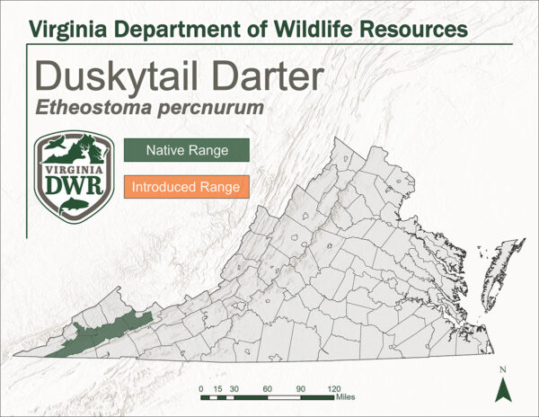 L’aire de répartition naturelle du Duskytail Darter, à l’extrême ouest de la Virginia.