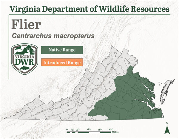 Le Flier est présent dans toute la Virginie orientale