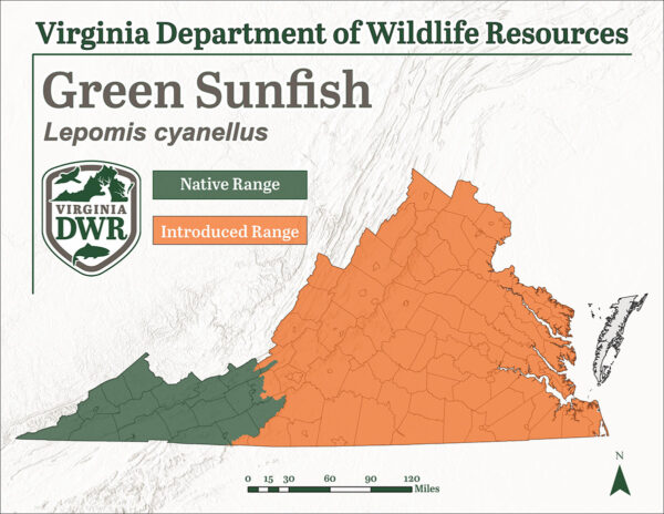 Le poisson-lune vert est présent dans toute la Virginie, mais il a été introduit et n'est pas originaire des régions de la plaine côtière et du piedmont.