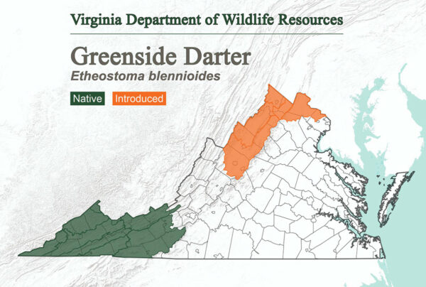 Le dard vert se trouve au nord des Appalaches en Virginie et a été introduit sur les crêtes montagneuses les plus septentrionales de l'État.