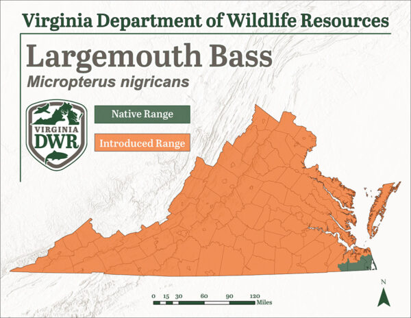 L'achigan à grande bouche ne se trouvait à l'origine que dans une région de la Virginie, mais il a été introduit partout au cours des années qui ont suivi