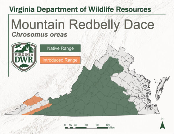 Carte de l'État montrant l'habitat du ventre rouge de montagne. Originaire de la majeure partie de la Virginie, du centre à l'ouest. Introduit dans le sud profond de l'ouest de l'Etat.