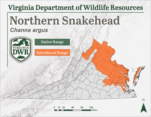 La tête de serpent du nord est une espèce introduite dans la région nord-est de la Virginie.