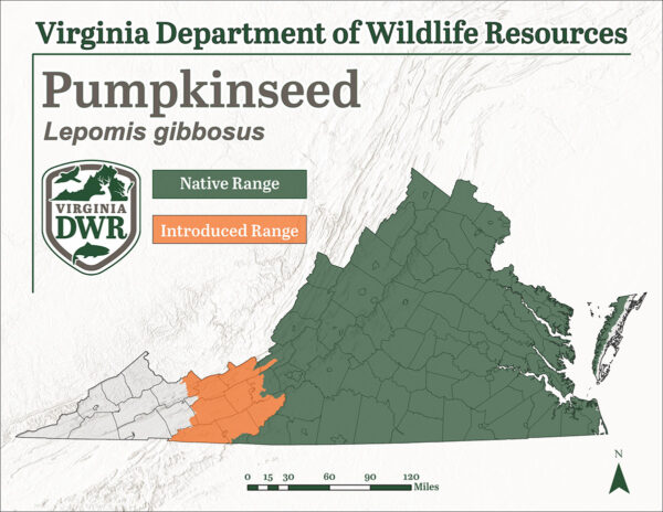 La graine de citrouille est présente dans la majeure partie de la Virginie, à l'exception de la partie la plus occidentale. Toutes les populations occidentales situées au-delà des Appalaches ont été introduites.
