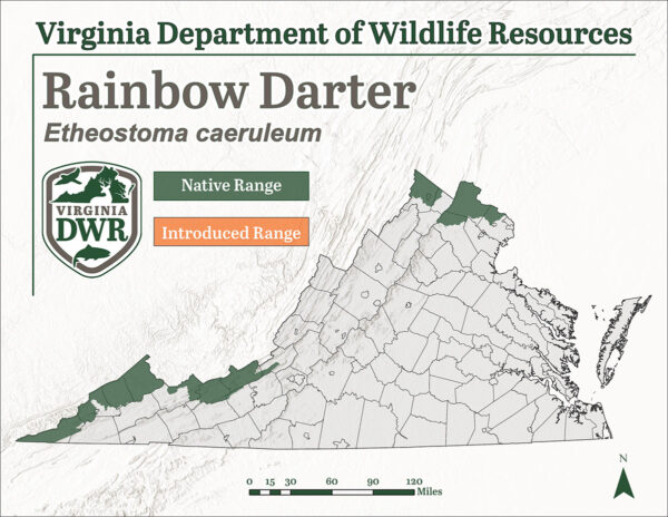 Une carte de distribution spécifique montre que le dard arc-en-ciel n'habite que 5 petites zones de la Virginie à la frontière de l'État, le long de la zone extrême sud-ouest et dans quelques comtés du nord.