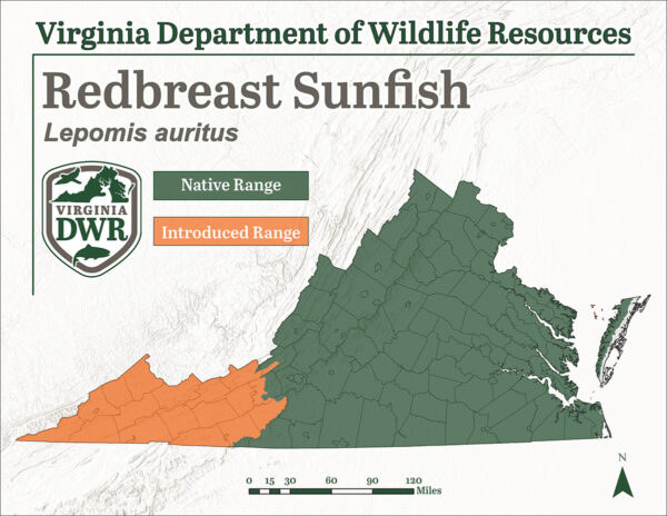 Le poisson-lune à poitrine rousse est présent dans toute la Virginie, bien que les populations les plus septentrionales aient été introduites et ne soient pas indigènes.