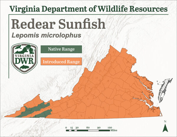 Le poisson lune est introduit dans toute la Virginie, mais n'est originaire que d'une petite partie de celle-ci.