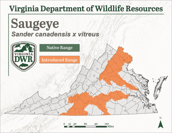 Le Saugeye a été introduit dans quelques parcelles dispersées en Virginie.
