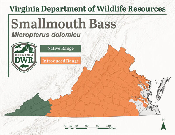 L'achigan à petite bouche est présent dans toute la Virginie