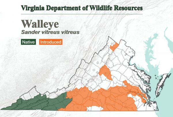 Une carte montrant l'emplacement habituel du doré dans l'ensemble de l'État. Originaire du sud-ouest de la Virginie et introduit dans la plupart des régions du sud.